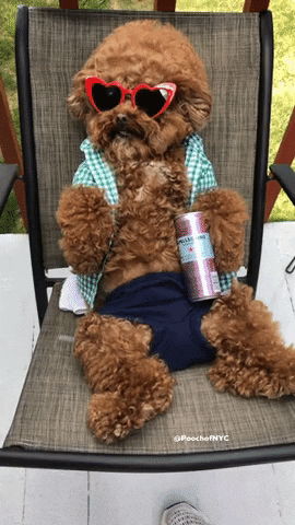 chill dog GIF