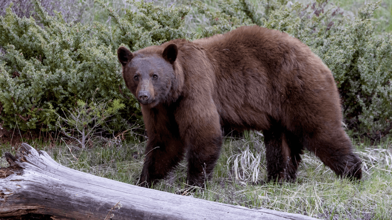 Cinnamon Black Bear