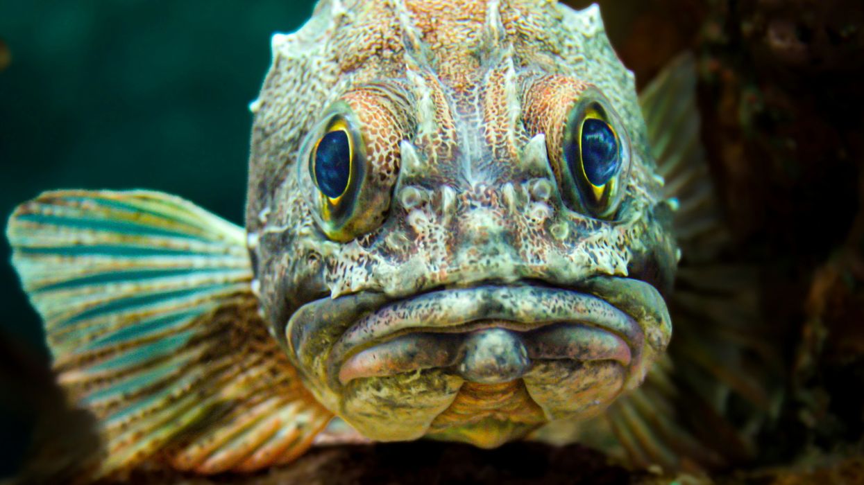close up of a fish