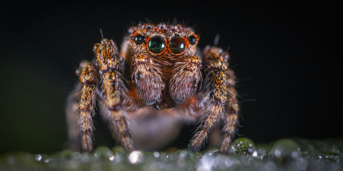 Close up of a spider
