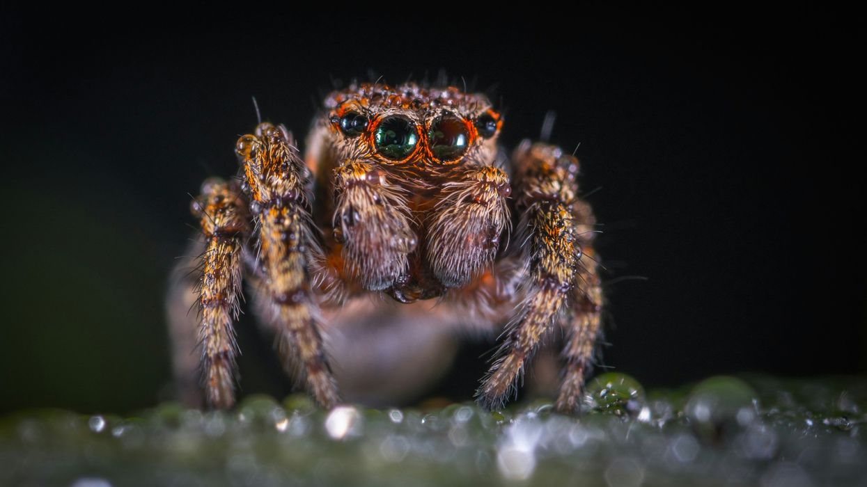 Close up of a spider