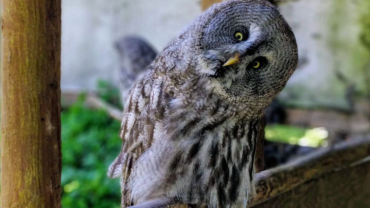 Close up of an owl tilting their head to side, looking bewildered