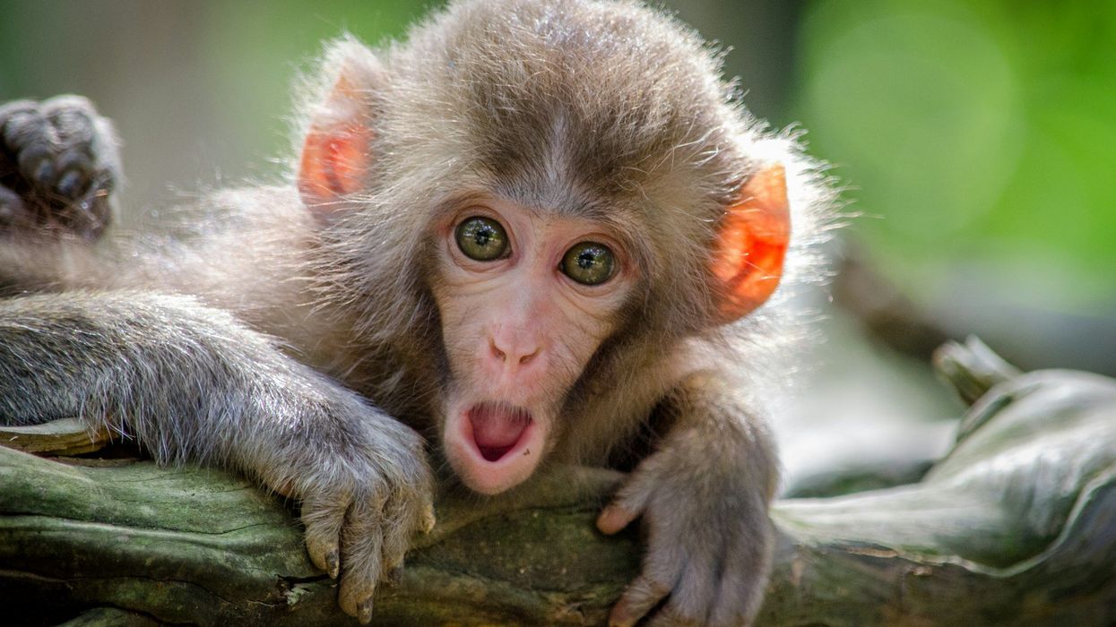 Close up shot of a baby monkey with a shocked look on it's face.