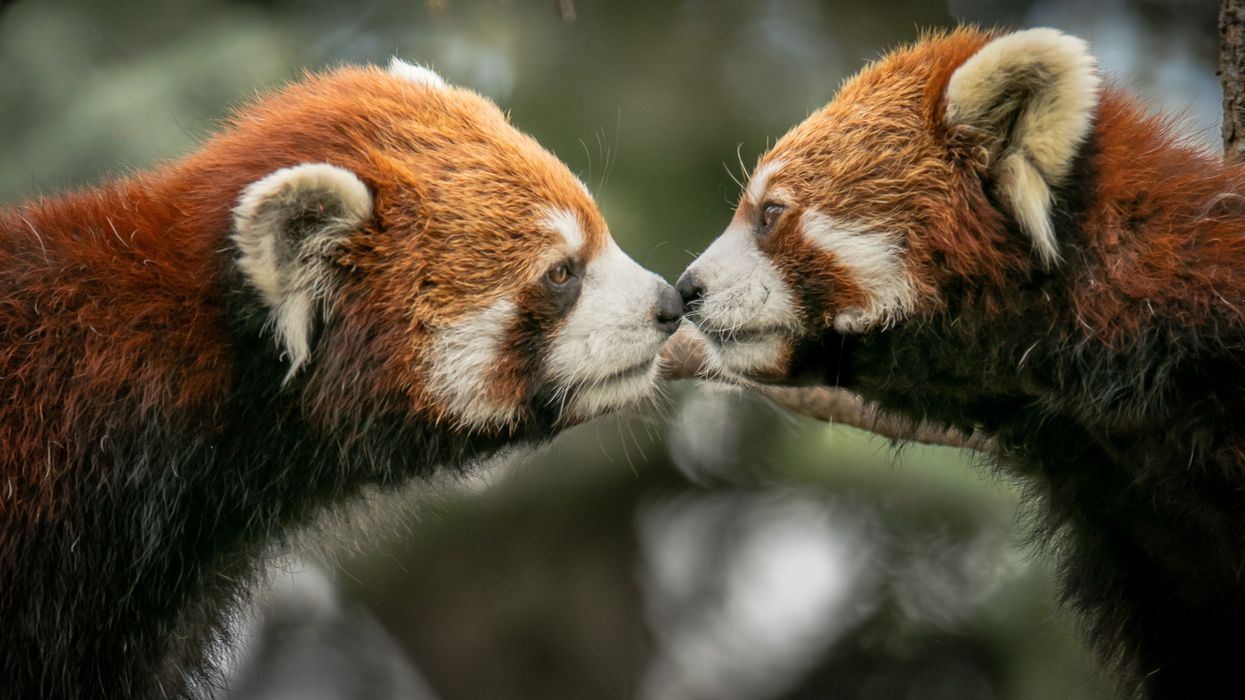 People Break Down The Absolute Craziest Animal Facts They Know