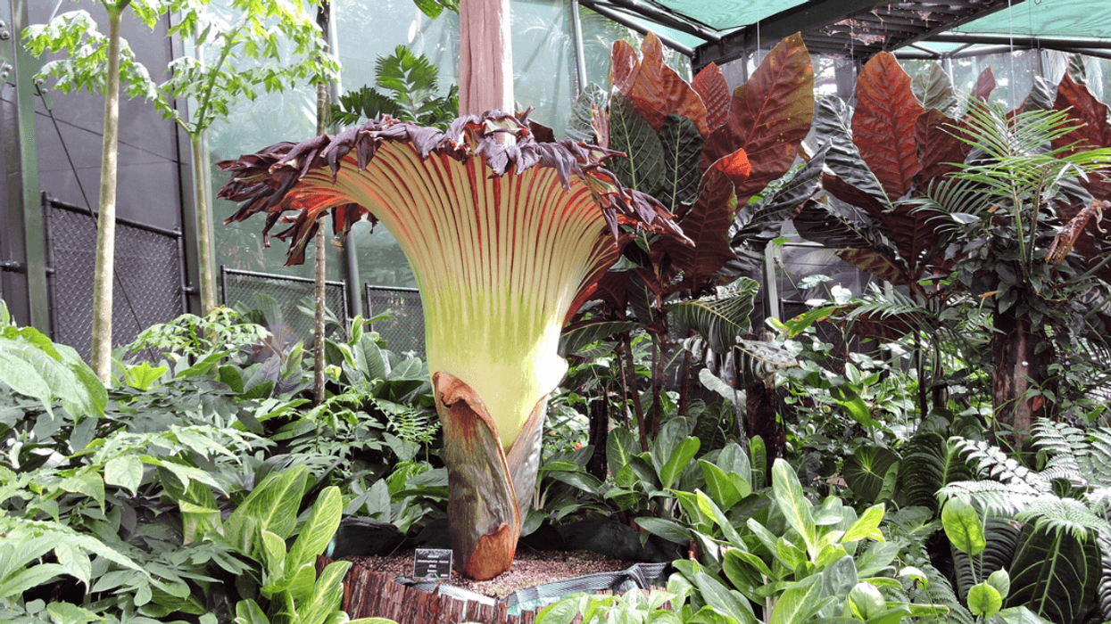 Corpse Flower