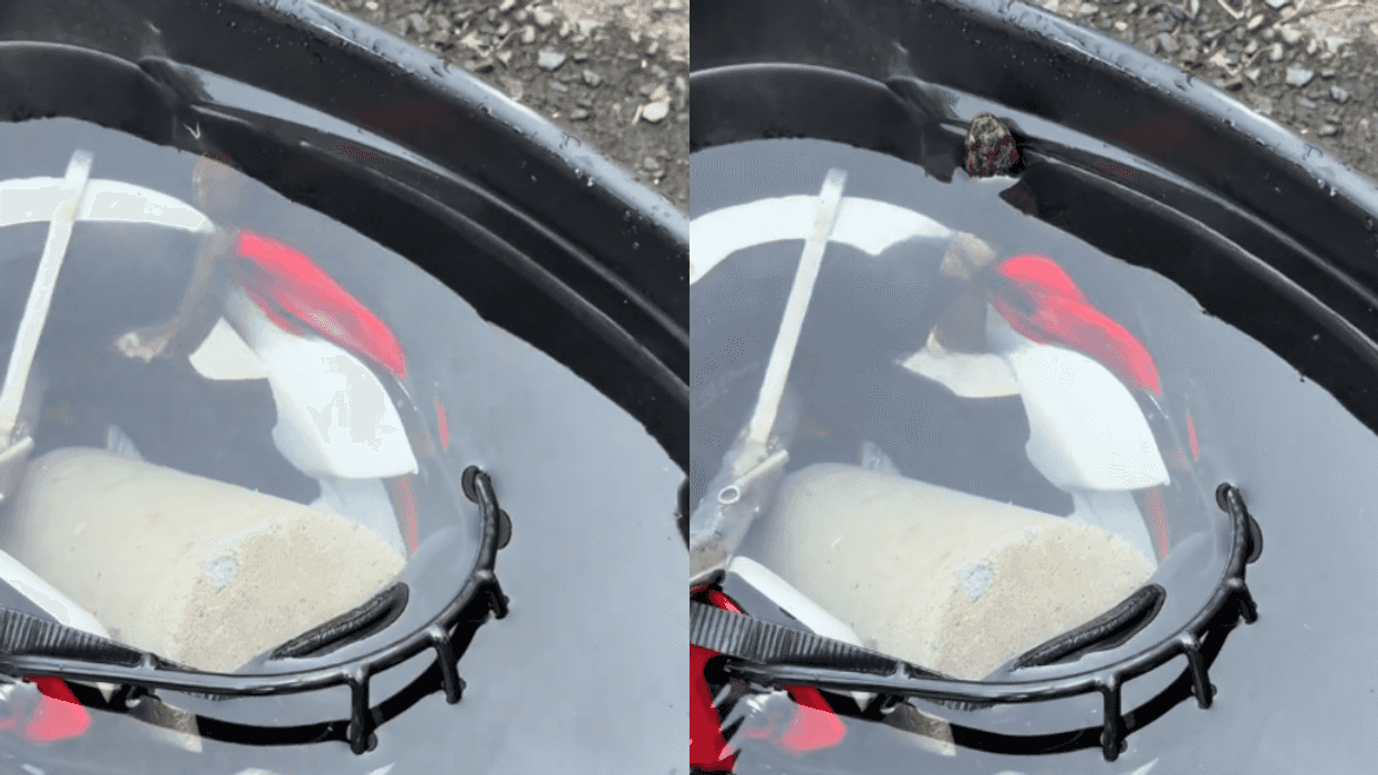 Cottonmouth Snake Found in Arkansas High School Football Helmet