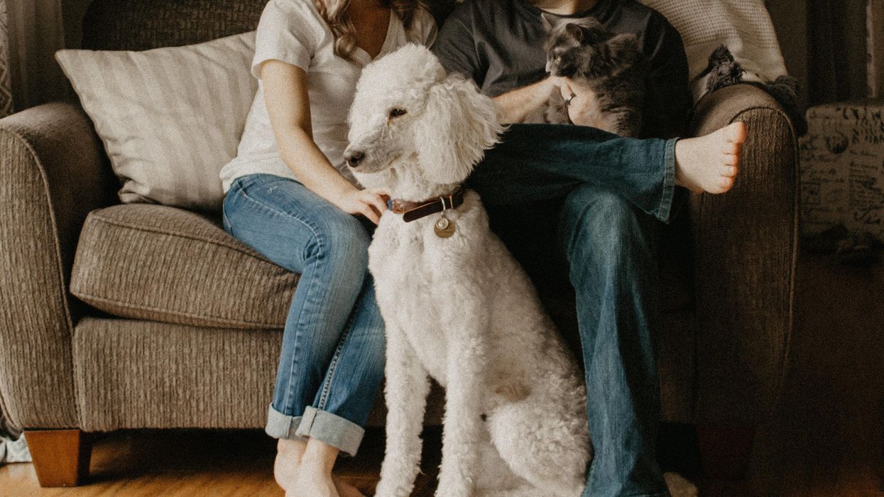 couple sitting on sofa behind large white dog