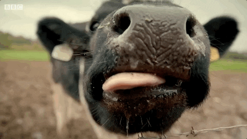 cow tongue GIF