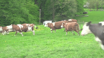 cows GIF