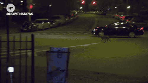 coyote GIF by NowThis