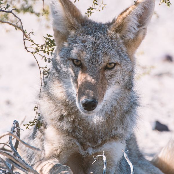 coyote