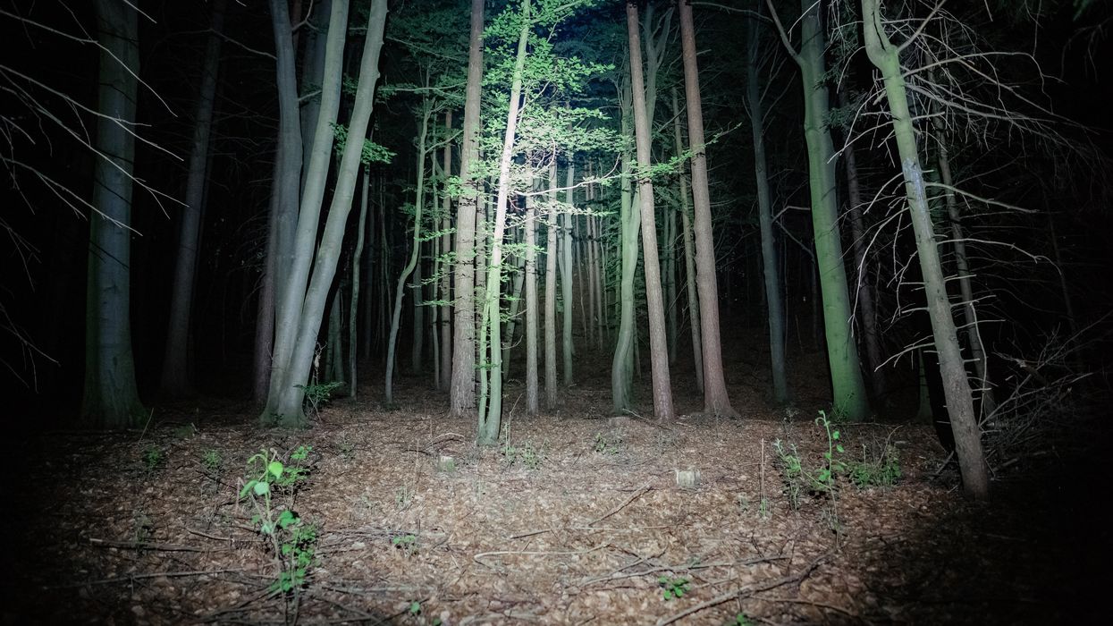Creey forest at night