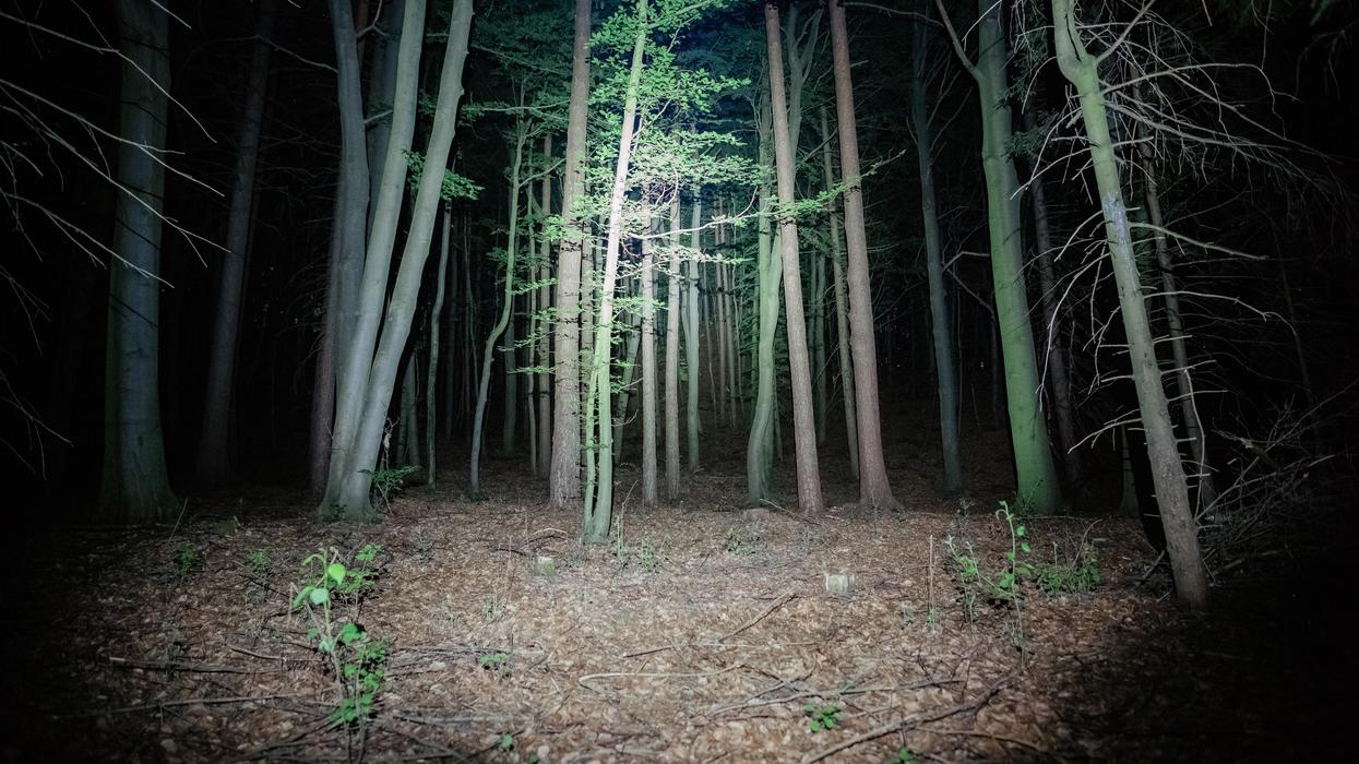 Creey forest at night