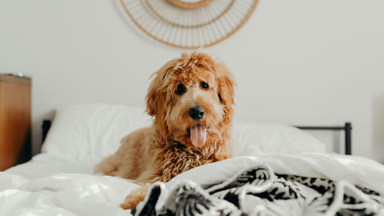 curly-coated brown dog on bed