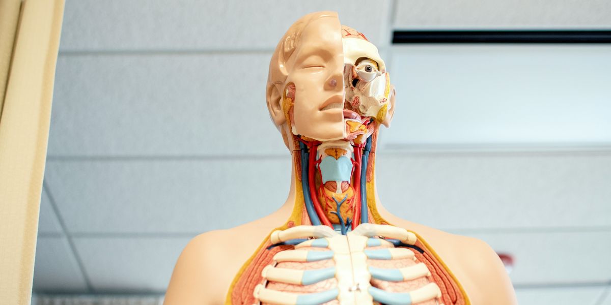 cutaway human anatomy figure