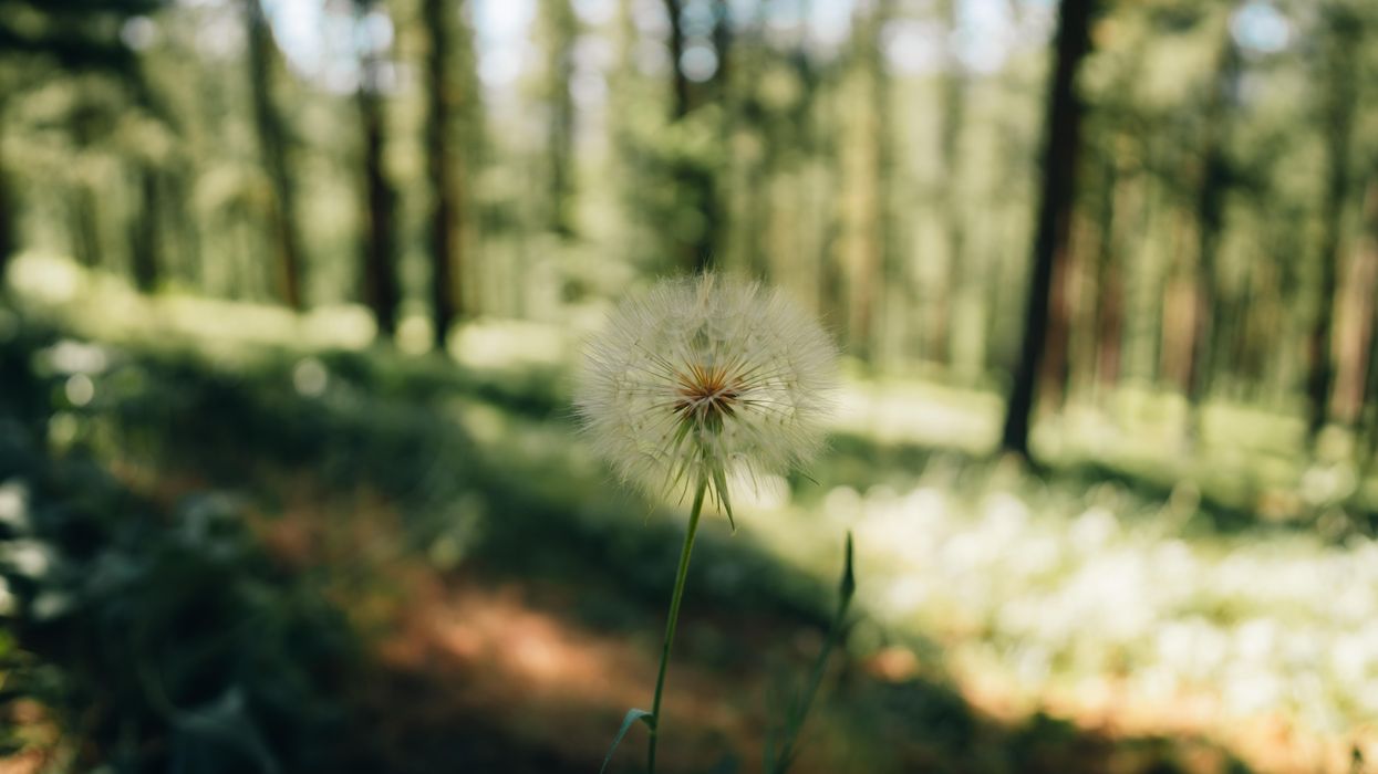Dandelion in broad daylight