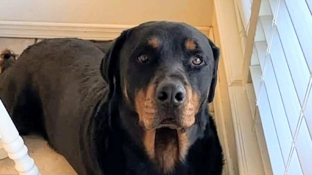 deceased family dog named Chop