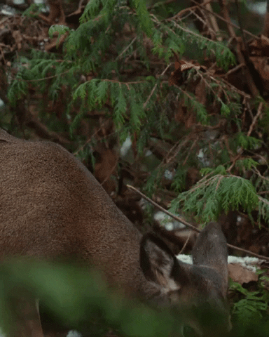 deer GIF