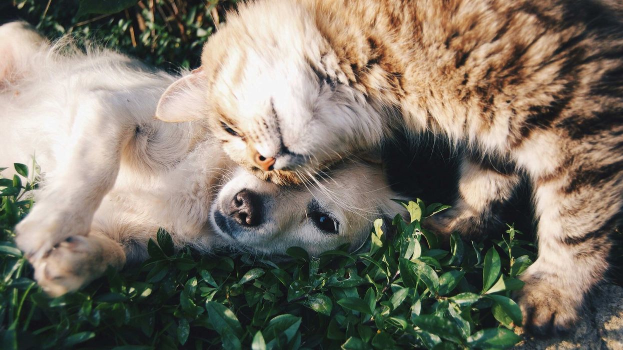 dog and cat snuggling together