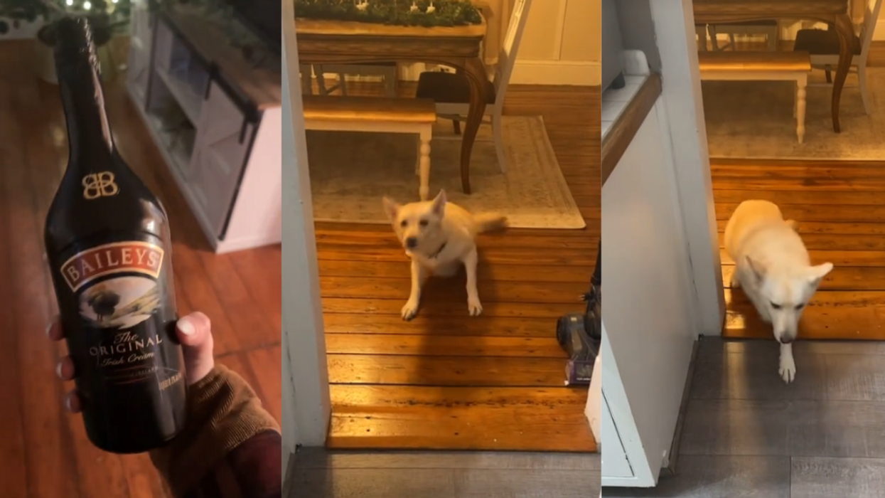 Dog gets drunk after breaking into alcohol collection