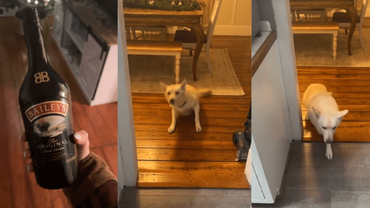 Dog gets drunk after breaking into alcohol collection