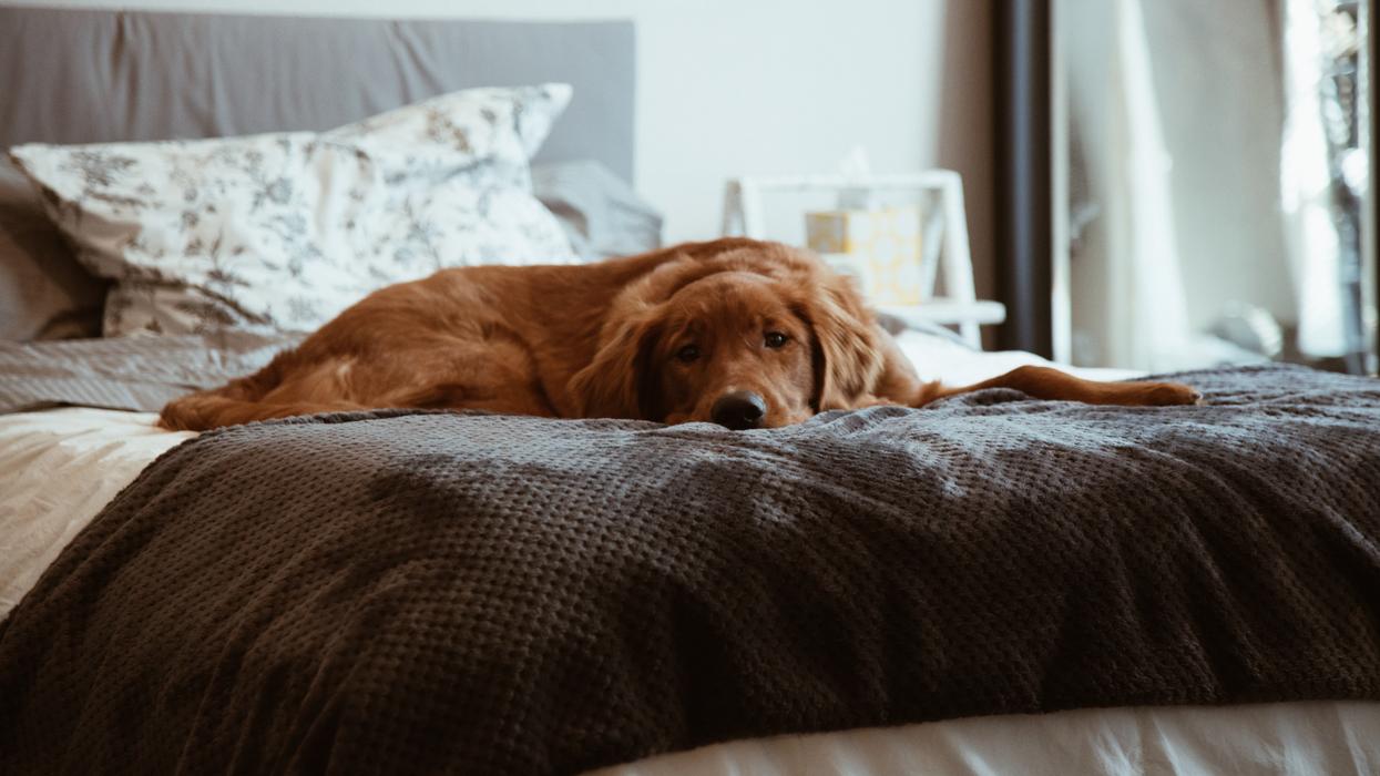 Dog lying down on a bed