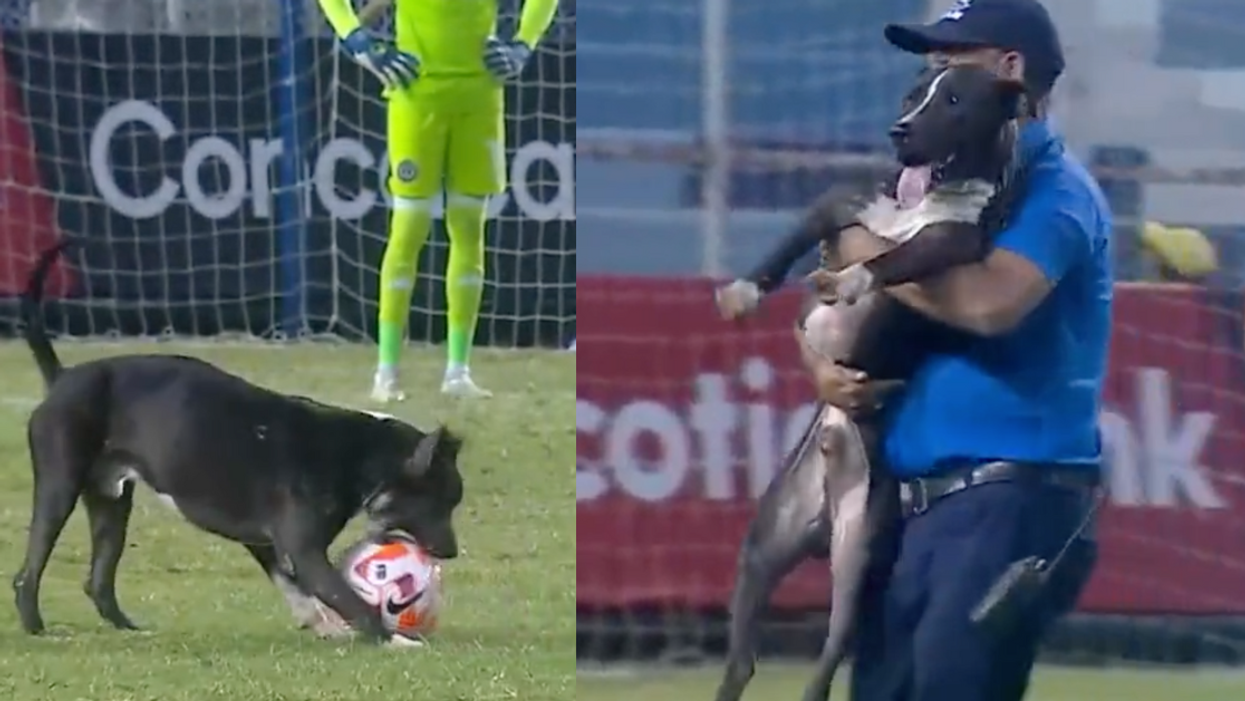 Dog on a soccer pitch