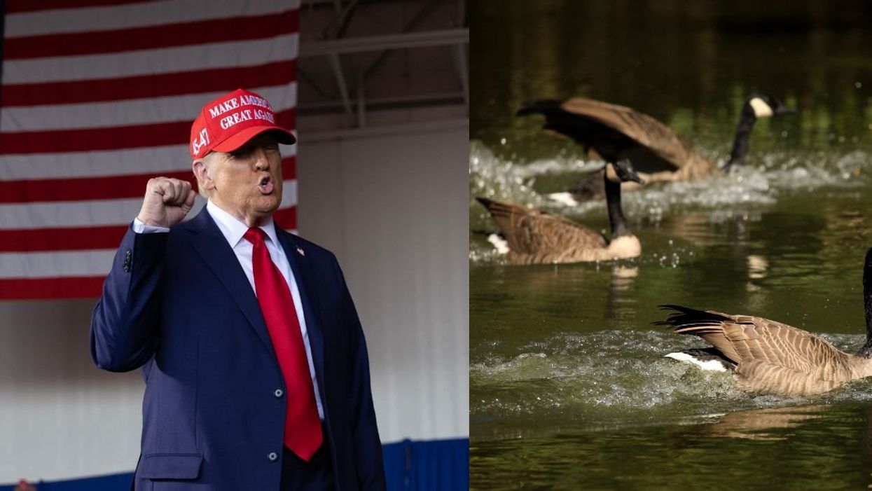 Donald Trump; Geese in Springfield, Ohio