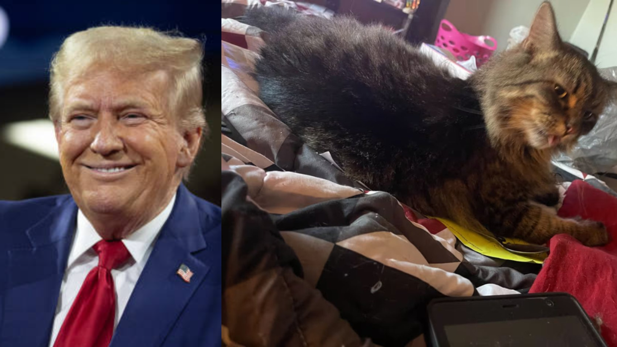 Donald Trump; Miss Sassy, a cat owned by Anna Kilgore