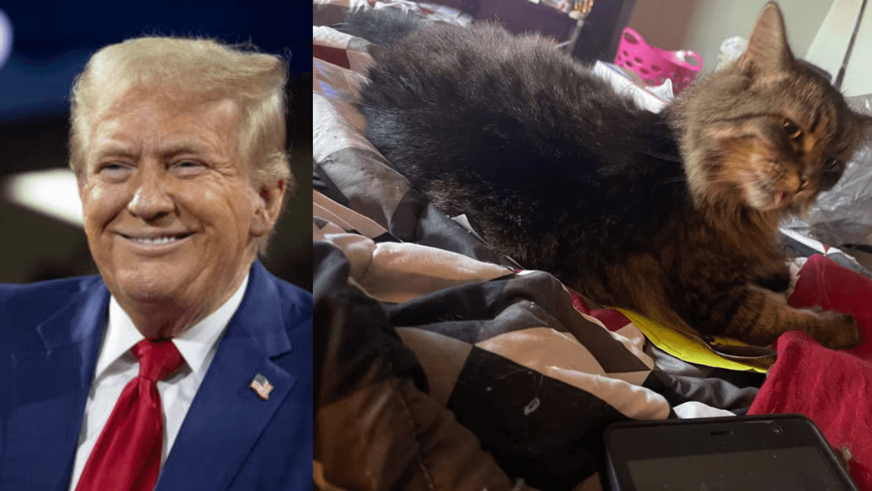 Donald Trump; Miss Sassy, a cat owned by Anna Kilgore