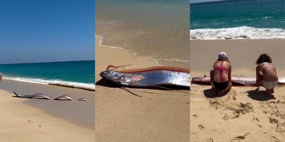 Dhoomsday Fish Two 'Doomsday' Oarfish Wash Up On Mexico Beach: VIDEO - Comic Sands
