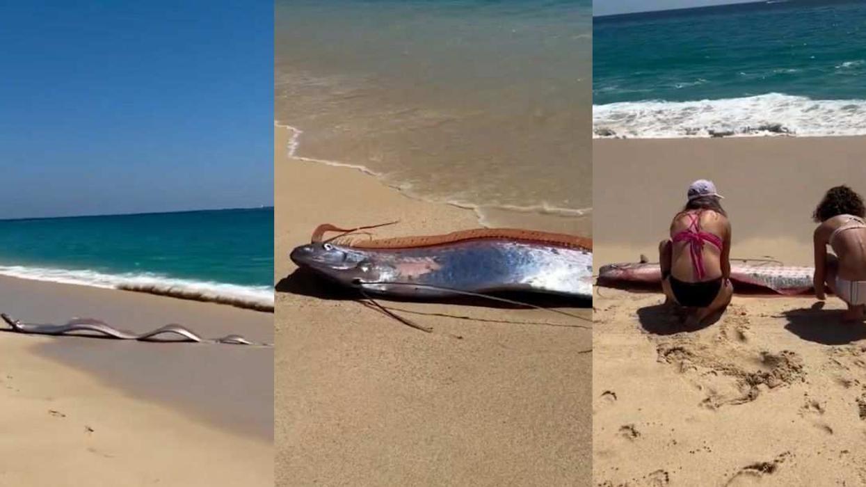 'Doomsday' fish in Cabo San Lucas
