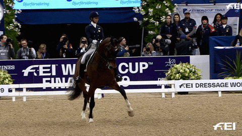 dressage GIF