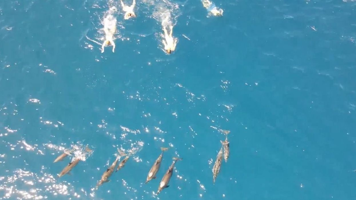 Drone shot of swimmers approaching dolphins