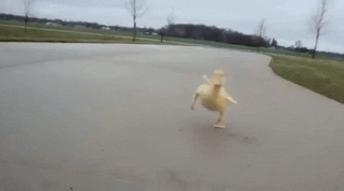 duckling GIF