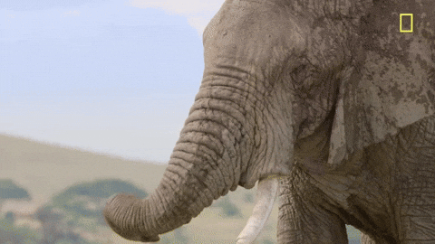 elephant GIF by National Geographic TV