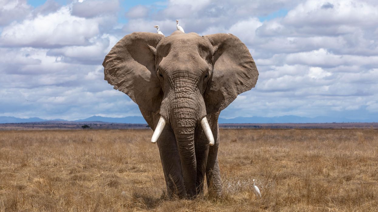 People Explain Which Animal Species They'd Turn Over Control Of The Earth To If They Could