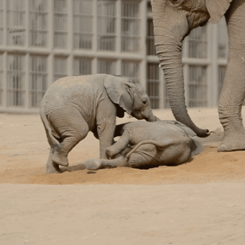 elephants GIF by San Diego Zoo