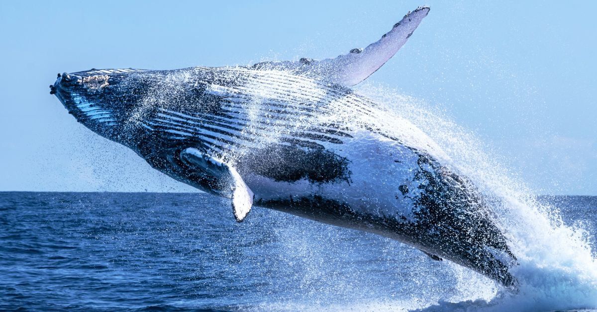 Male Humpback Whales Photographed Having Sex Photo Comic Sands