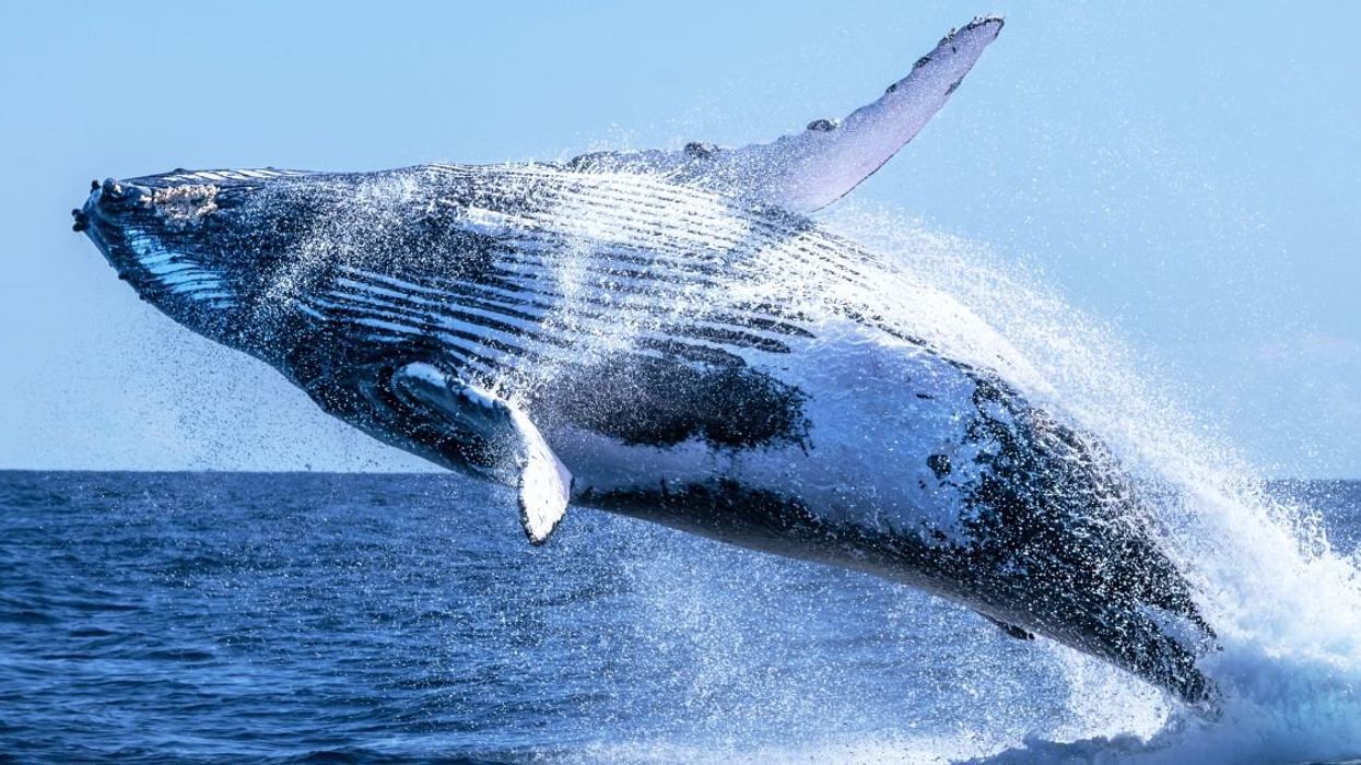 Extremely horny gay humpback whale
