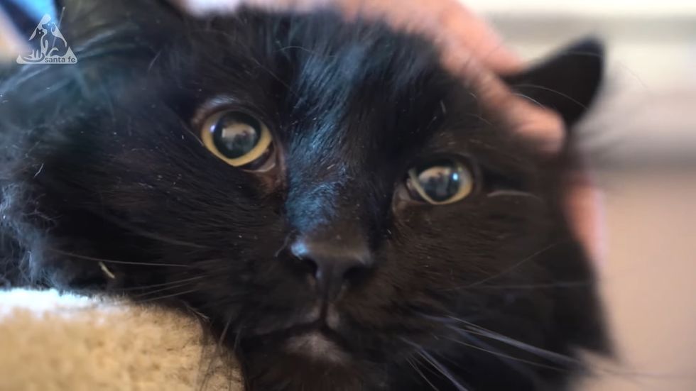 Cat Found 1,200 Miles From Home Reunited With Owner After It Went Missing For Five Years