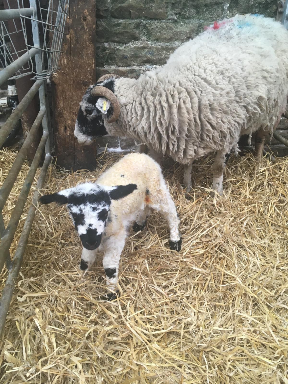 Zoom the lamb