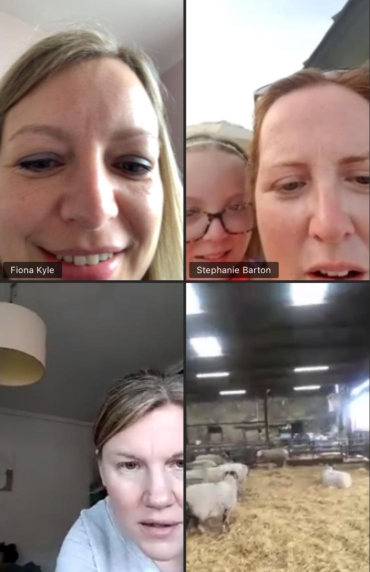 A lamb is born live on a Zoom group chat