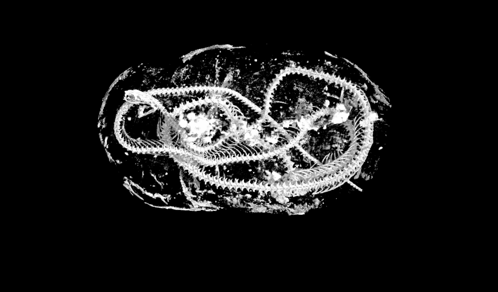 Coiled remains of an Egyptian Cobra