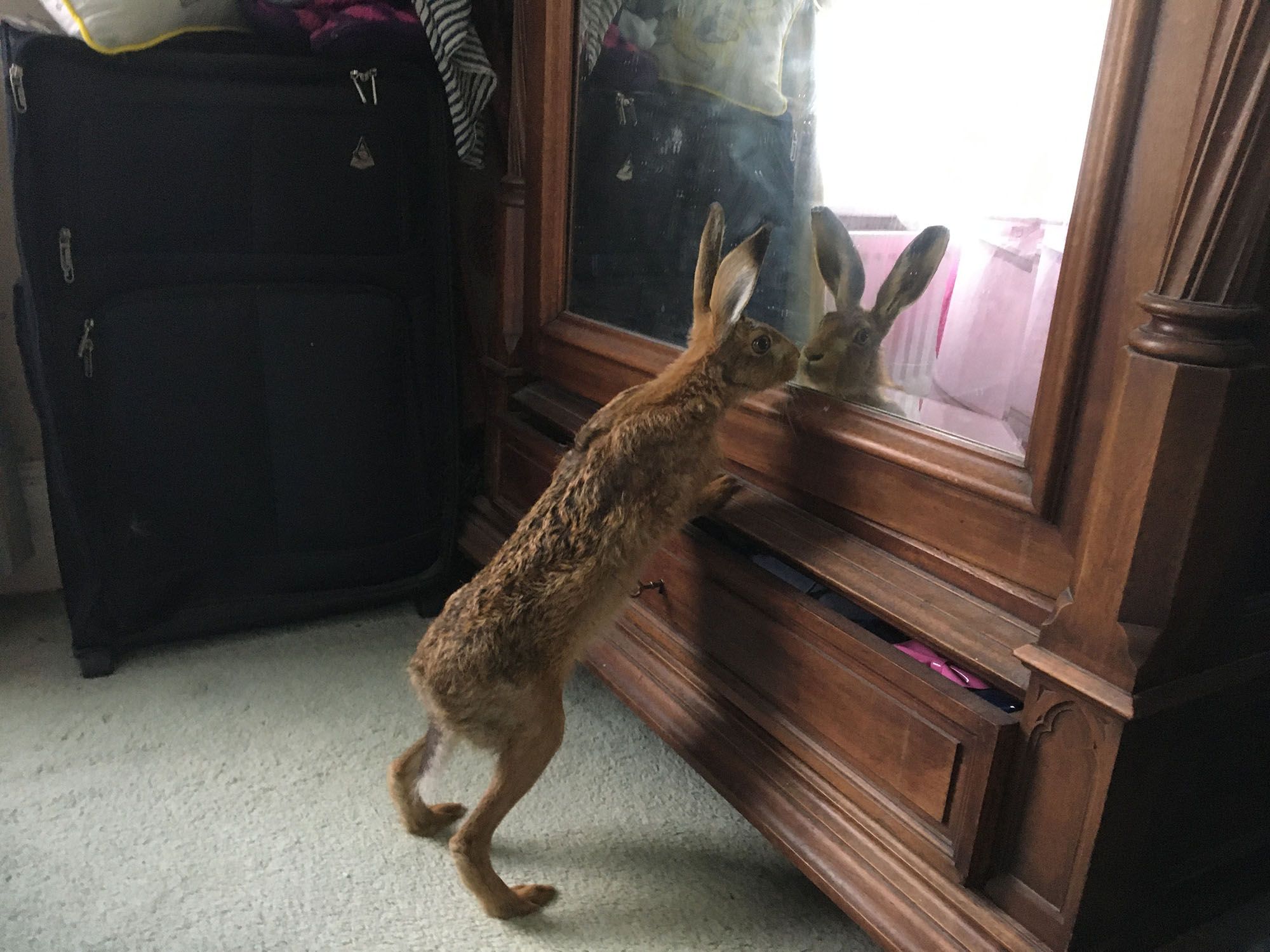 Clover looking in the mirror