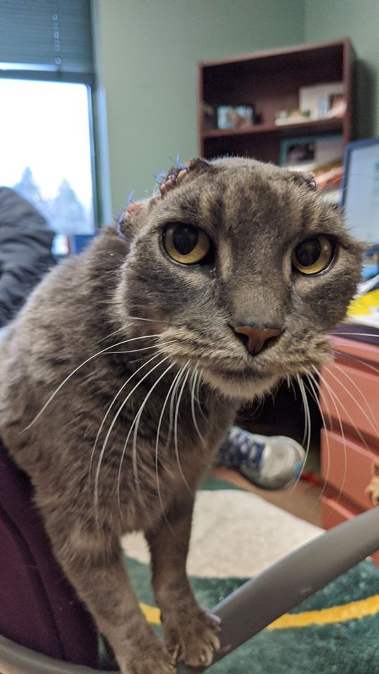 Lady the cat with no ears