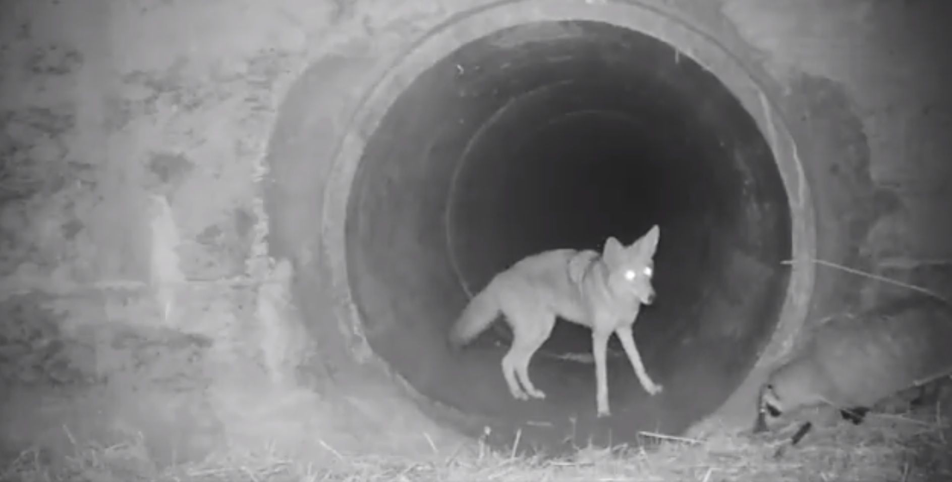 A badger and a coyote walk together in the Santa Cruz Mountains of northern California