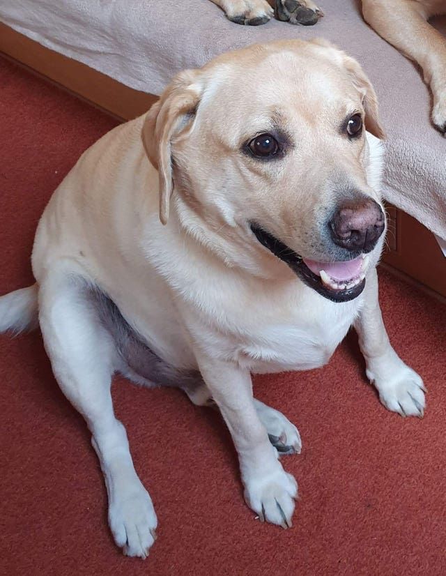 Max scoffed his entire lead while his owners were not watching