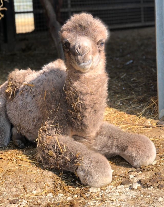 Double Baby Camel arrival at Yorkshire Wildlife Park