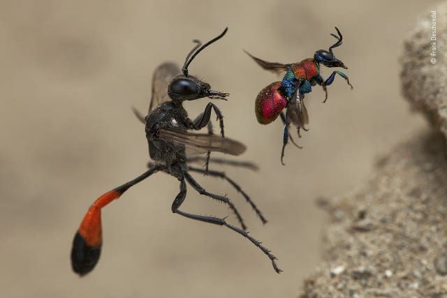 Wildlife Photographer of the Year 2020 winners